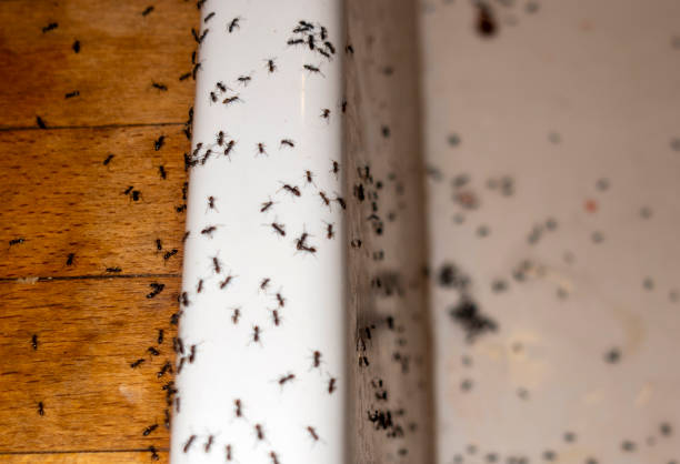 Pest Prevention Services in Narragansett Pier, RI